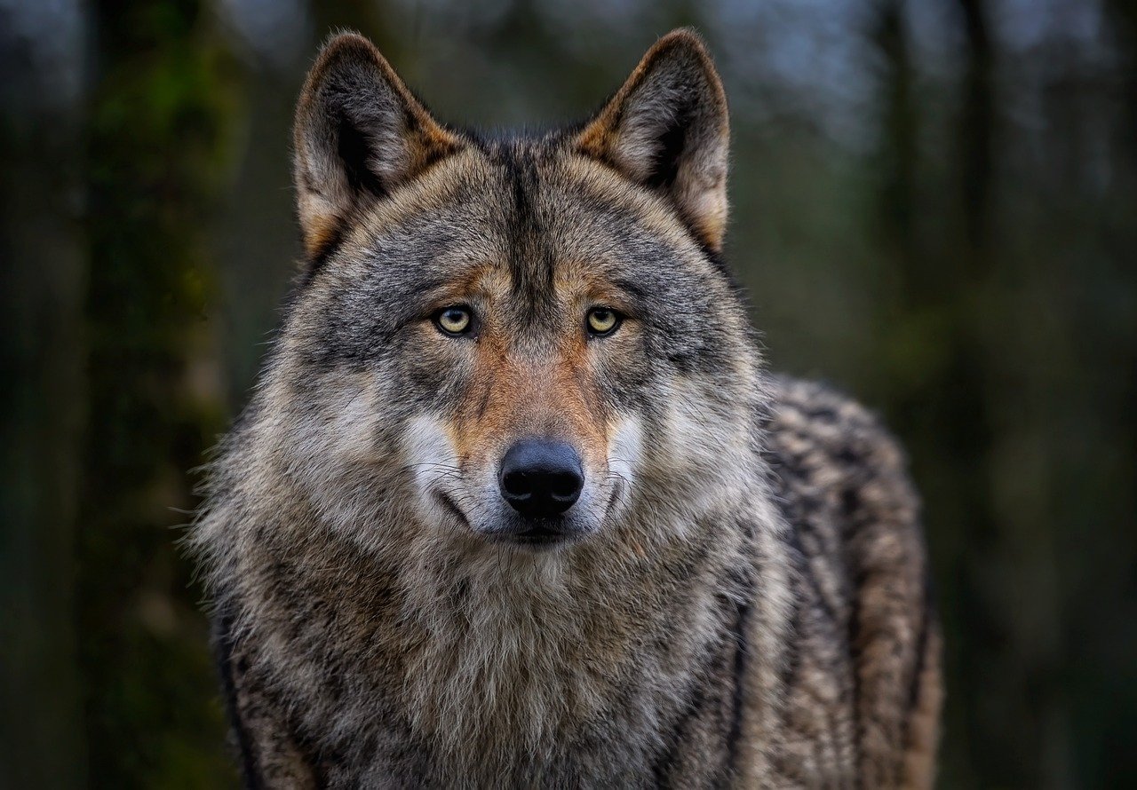 wolf, eurasian wolf, common wolf-8142720.jpg
